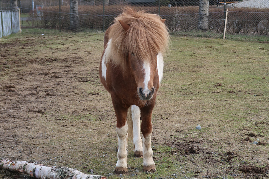 This horse was also kept separate. We weren't told why.